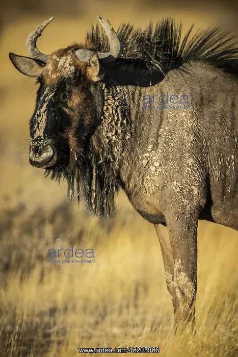 : Blue wildebeest (Connochaetes taurinus) in evening : Blue wildebeest (Connochaetes taurinus) in evening