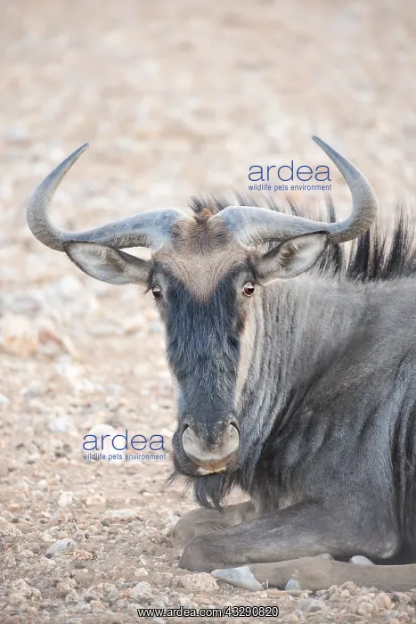 : Blue Wildebeest (Connochaetes taurinus) male ly : Blue Wildebeest (Connochaetes taurinus) male ly