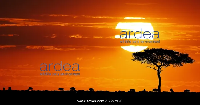 : Blue Wildebeest (Connochaetes taurinus) at Sunse : Blue Wildebeest (Connochaetes taurinus) at Sunse