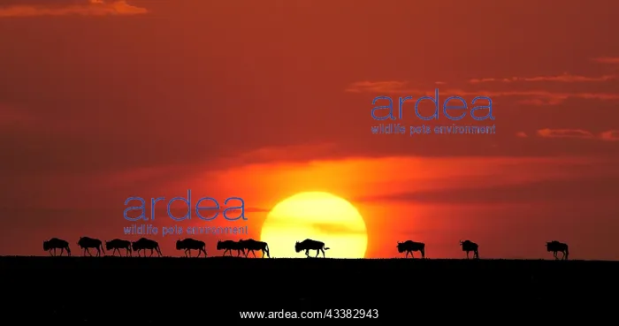 : Blue Wildebeest (Connochaetes taurinus) at Sunse : Blue Wildebeest (Connochaetes taurinus) at Sunse