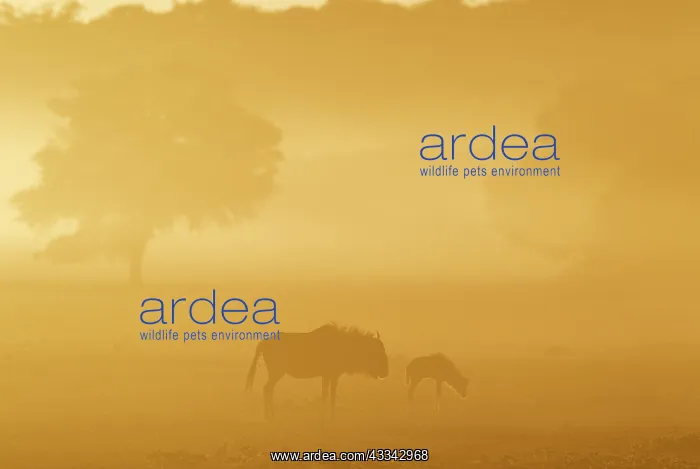 : Blue Wildebeest. Cow with calf in the early morning : Blue Wildebeest. Cow with calf in the early morning