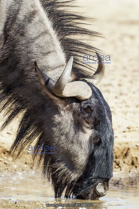 : Blue Wildebeest. Drinking at a waterhole. Kalahari : Blue Wildebeest. Drinking at a waterhole. Kalahari
