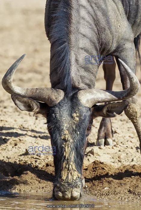 : Blue Wildebeest. Drinking at a waterhole. Kalahari : Blue Wildebeest. Drinking at a waterhole. Kalahari