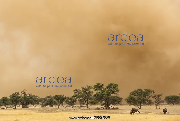 : Blue Wildebeest - at the edge of a sandstorm in : Blue Wildebeest - at the edge of a sandstorm in