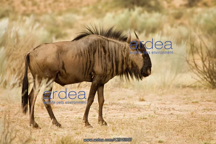: Blue Wildebeest - Foraging among Kalahari Shrub : Blue Wildebeest - Foraging among Kalahari Shrub