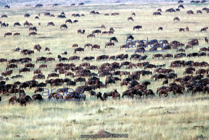 : Blue Wildebeest / Gnu - herd : Blue Wildebeest / Gnu - herd