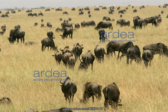 : Blue Wildebeest / Gnu - herd : Blue Wildebeest / Gnu - herd