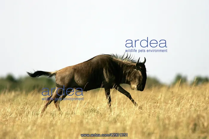 : Blue Wildebeest / Gnu - running : Blue Wildebeest / Gnu - running