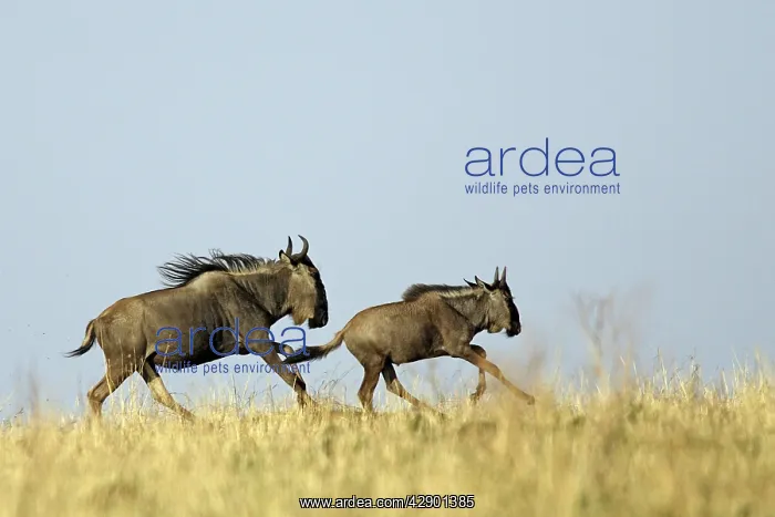 : Blue Wildebeest / Gnu - running : Blue Wildebeest / Gnu - running