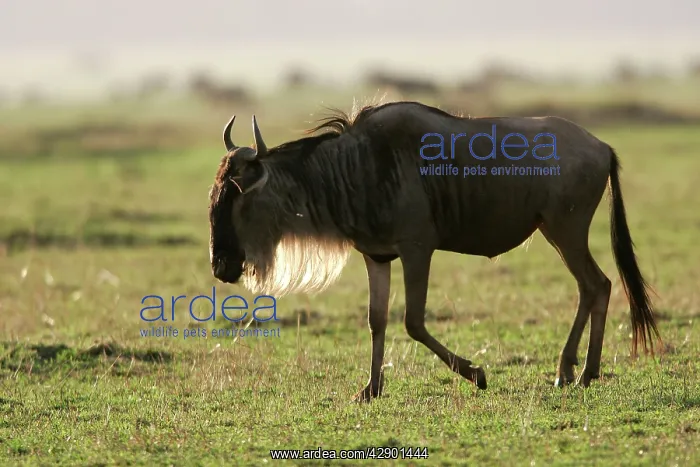 : Blue Wildebeest / Gnu - side view : Blue Wildebeest / Gnu - side view