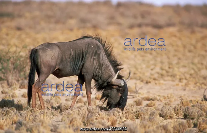 : Blue WILDEBEEST - grazing on grass stumps : Blue WILDEBEEST - grazing on grass stumps