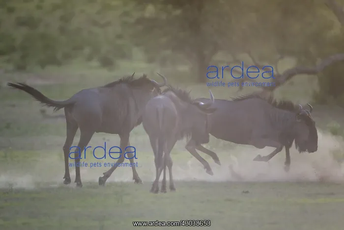 : Blue Wildebeest - having trouble at dawn - during : Blue Wildebeest - having trouble at dawn - during
