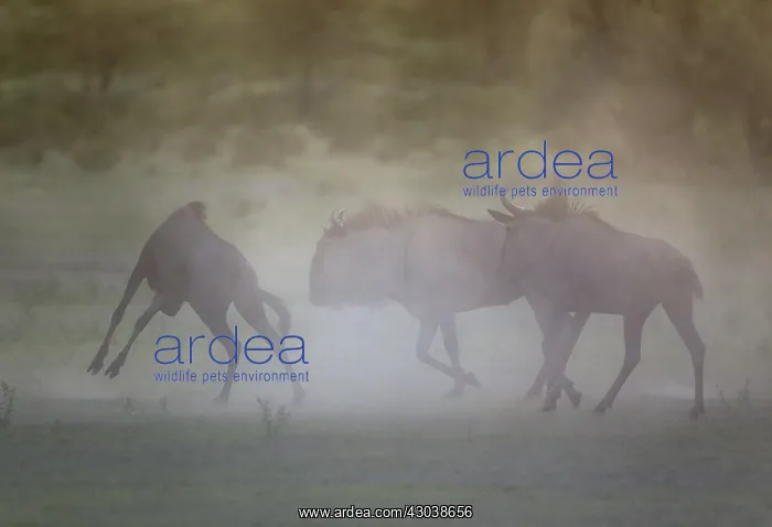 : Blue Wildebeest - having trouble at dawn - during : Blue Wildebeest - having trouble at dawn - during