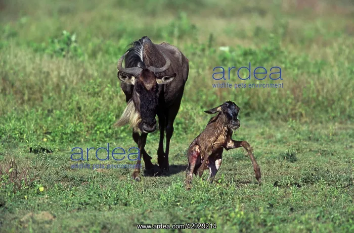  : Blue Wildebeest - Newborn calf getting to its feet