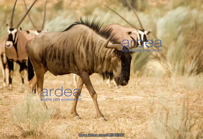 : Blue Wildebeest - With Oryx in the background : Blue Wildebeest - With Oryx in the background