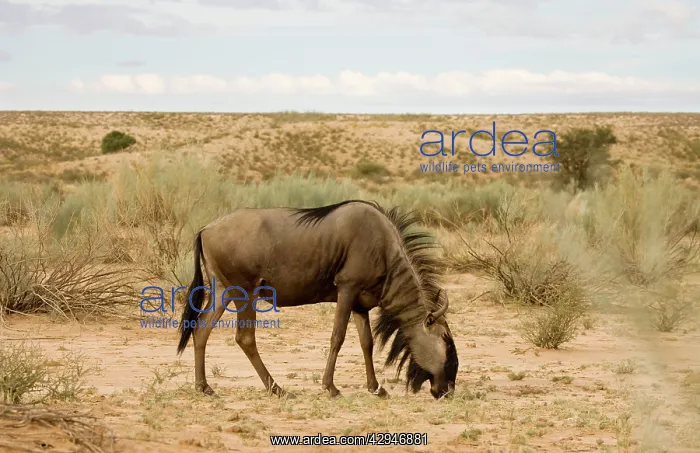 : Blue Wildebeest - Side profile whilst feeding : Blue Wildebeest - Side profile whilst feeding