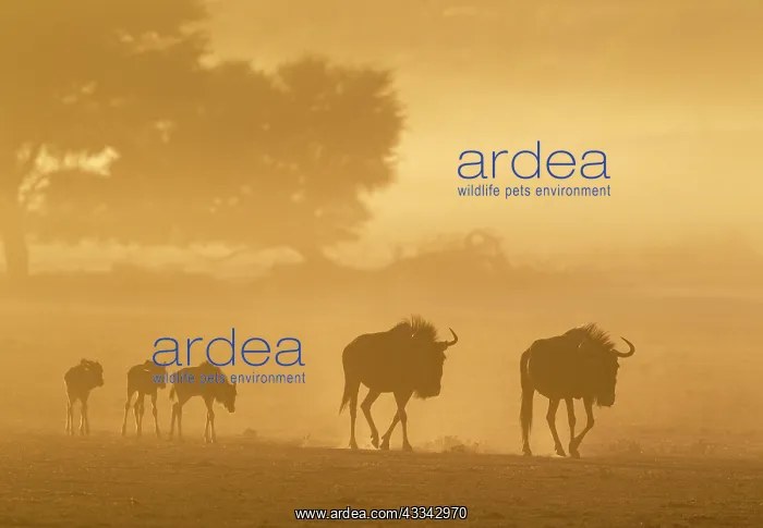 : Blue Wildebeest. Roaming with calves in the early : Blue Wildebeest. Roaming with calves in the early
