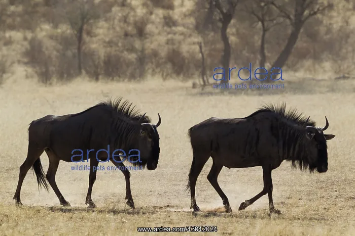 : Blue Wildebeest - roaming in the dry riverbed of : Blue Wildebeest - roaming in the dry riverbed of