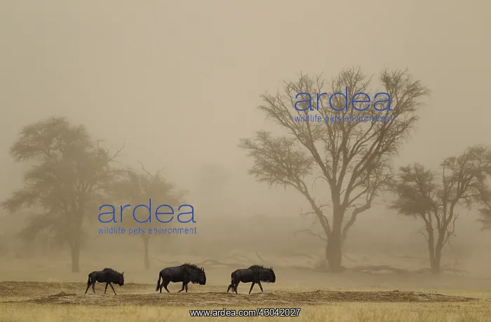 : Blue Wildebeest - roaming in a sandstorm in the : Blue Wildebeest - roaming in a sandstorm in the