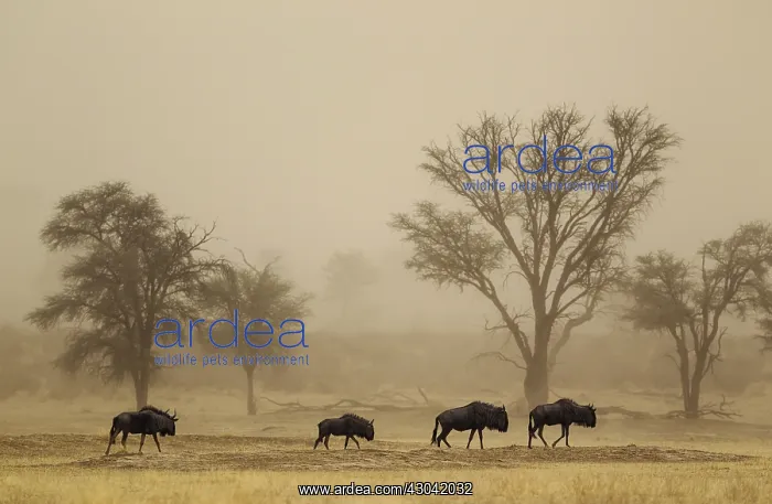 : Blue Wildebeest - roaming in a sandstorm in the : Blue Wildebeest - roaming in a sandstorm in the