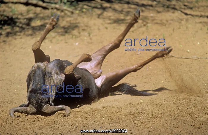 : BLUE WILDEBEEST - ROLLING : BLUE WILDEBEEST - ROLLING
