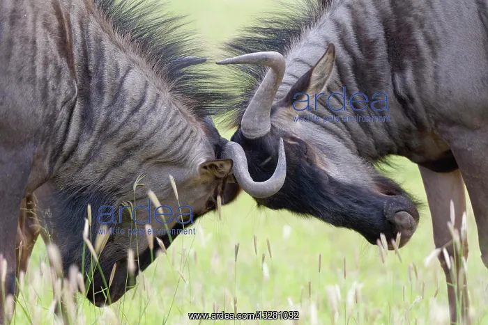 : Blue wildebeests (Connochaetes taurinus), two adult : Blue wildebeests (Connochaetes taurinus), two adult