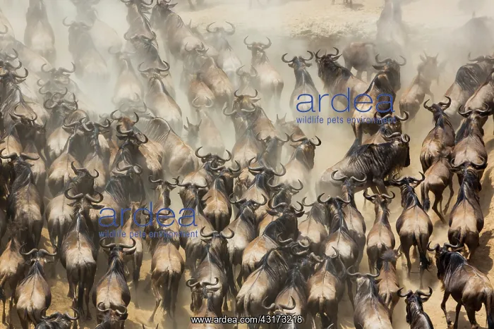  : Blue Wildebeests (Connochaetes taurinus) migration