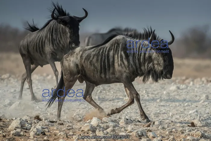 : Blue wildebeests (Connochaetes taurinus) running : Blue wildebeests (Connochaetes taurinus) running