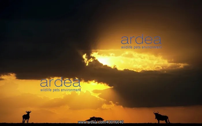  : Blue Wildebeests at dusk