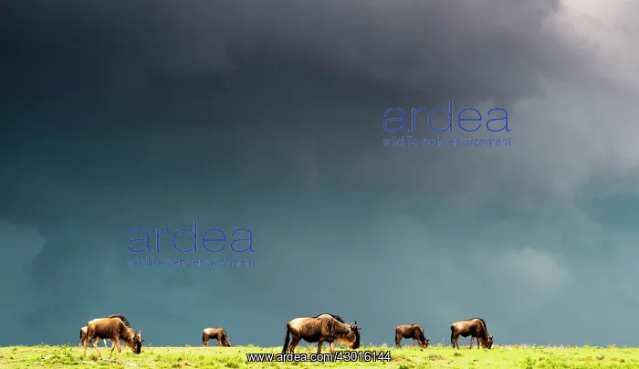 : Blue Wildebeests grazing : Blue Wildebeests grazing