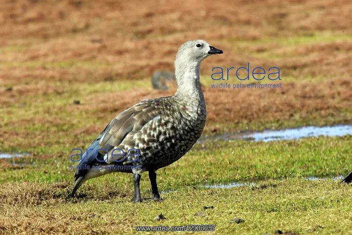 : Blue-winged Goose : Blue-winged Goose