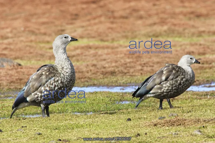 : Blue-winged Goose : Blue-winged Goose