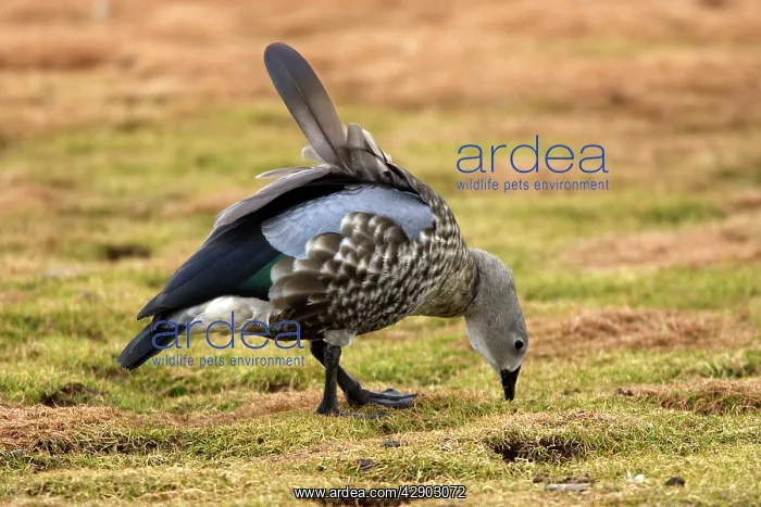 : Blue-winged Goose : Blue-winged Goose