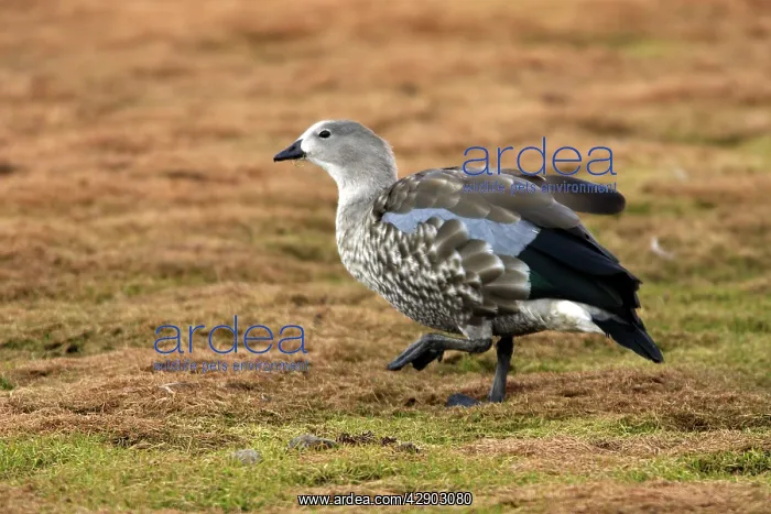 : Blue-winged Goose : Blue-winged Goose