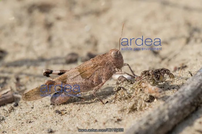 : Blue-winged Grasshopper : Blue-winged Grasshopper