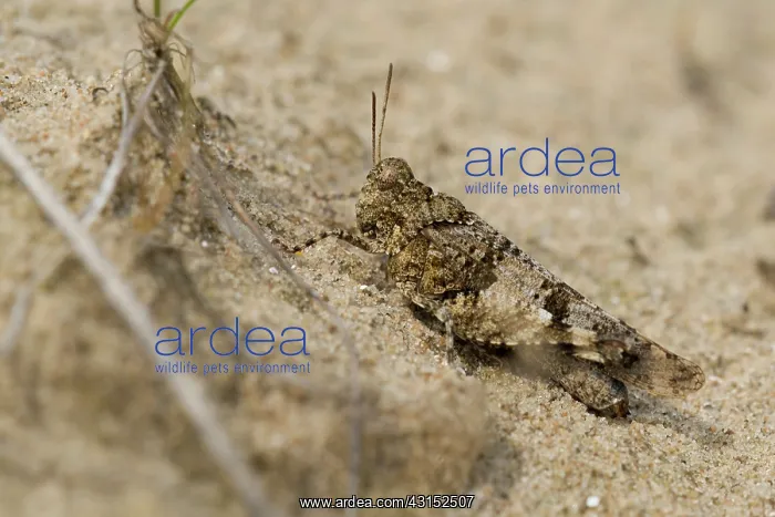 : Blue-winged Grasshopper : Blue-winged Grasshopper
