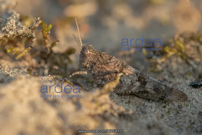: Blue-winged Grasshopper : Blue-winged Grasshopper