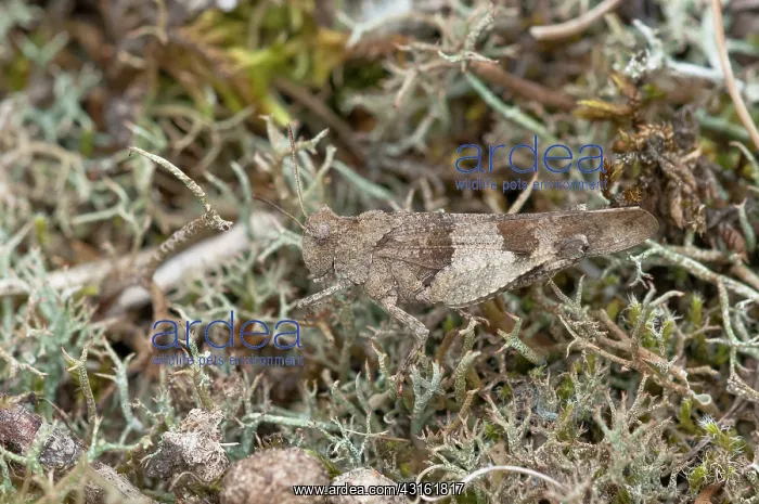 : Blue-winged Grasshopper : Blue-winged Grasshopper