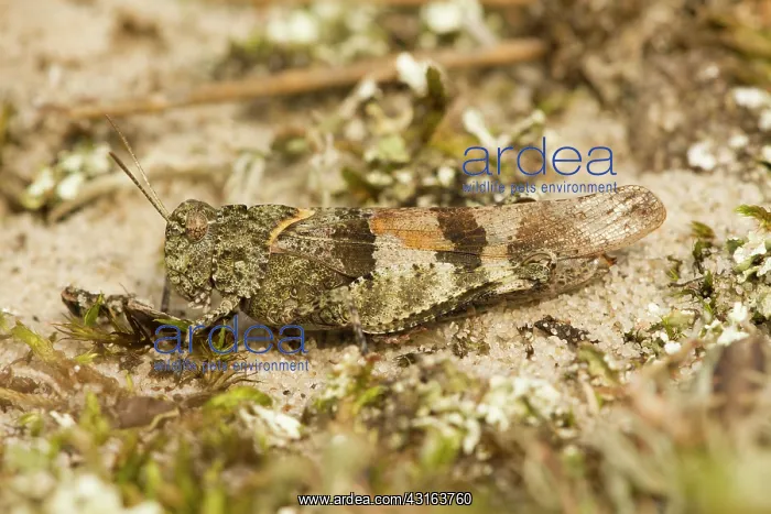 : Blue-winged Grasshopper : Blue-winged Grasshopper
