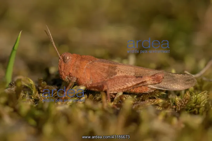 : Blue-winged Grasshopper : Blue-winged Grasshopper