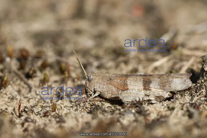: Blue-winged Grasshopper : Blue-winged Grasshopper