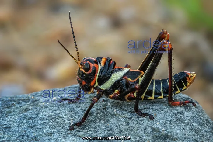 : Blue-winged Grasshopper, nymph, juvenile, Guajira : Blue-winged Grasshopper, nymph, juvenile, Guajira