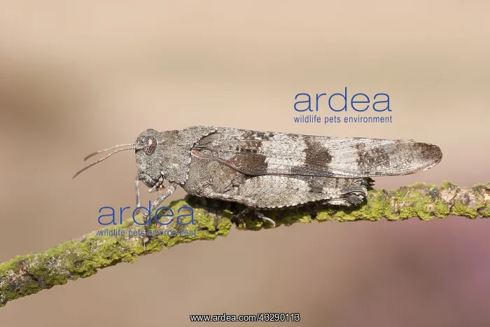 : Blue-winged Grasshopper (Oedipoda caerulescens) : Blue-winged Grasshopper (Oedipoda caerulescens)