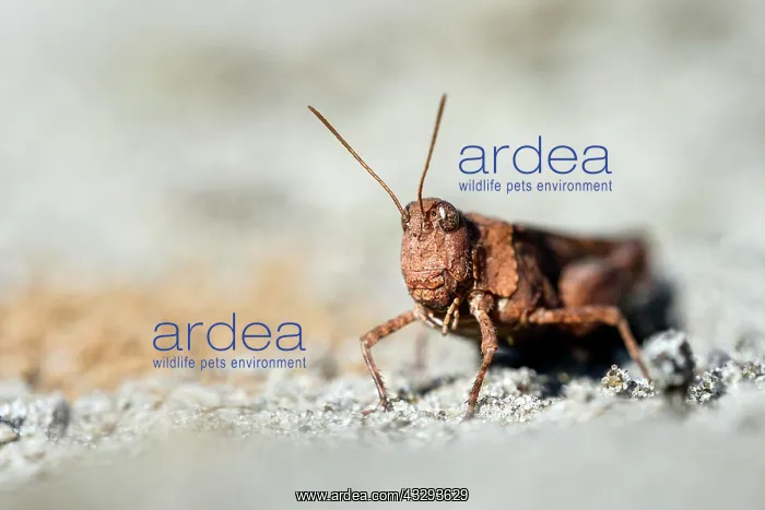 : Blue-winged grasshopper (Oedipoda caerulescens) : Blue-winged grasshopper (Oedipoda caerulescens)