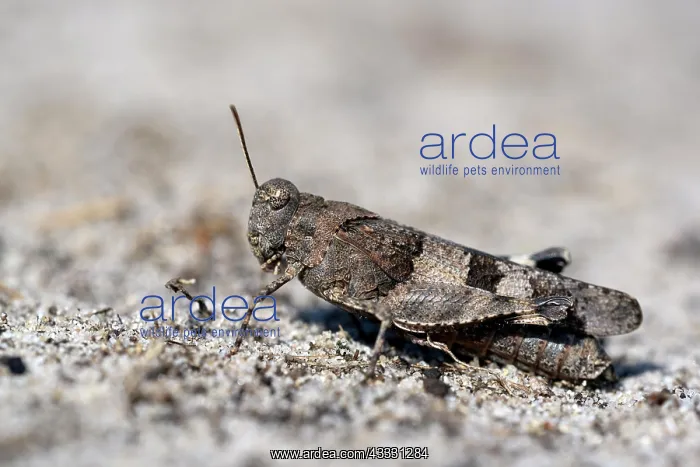 : Blue-winged grasshopper (Oedipoda caerulescens) : Blue-winged grasshopper (Oedipoda caerulescens)