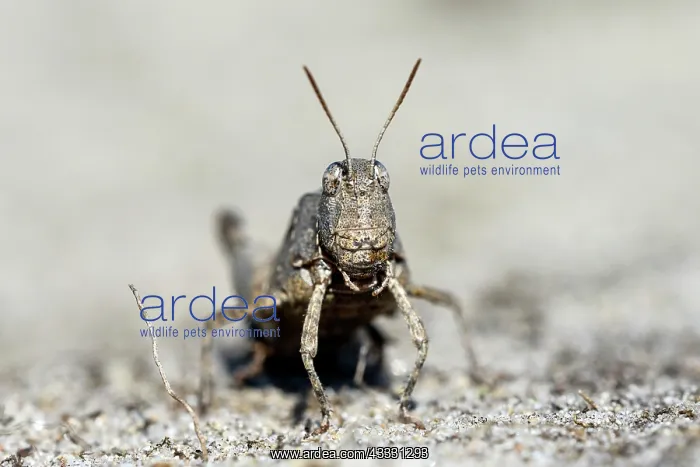 : Blue-winged grasshopper (Oedipoda caerulescens) : Blue-winged grasshopper (Oedipoda caerulescens)