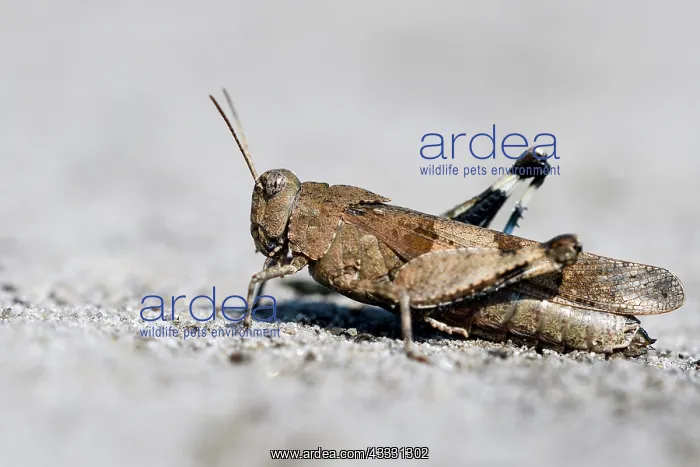 : Blue-winged grasshopper (Oedipoda caerulescens) : Blue-winged grasshopper (Oedipoda caerulescens)