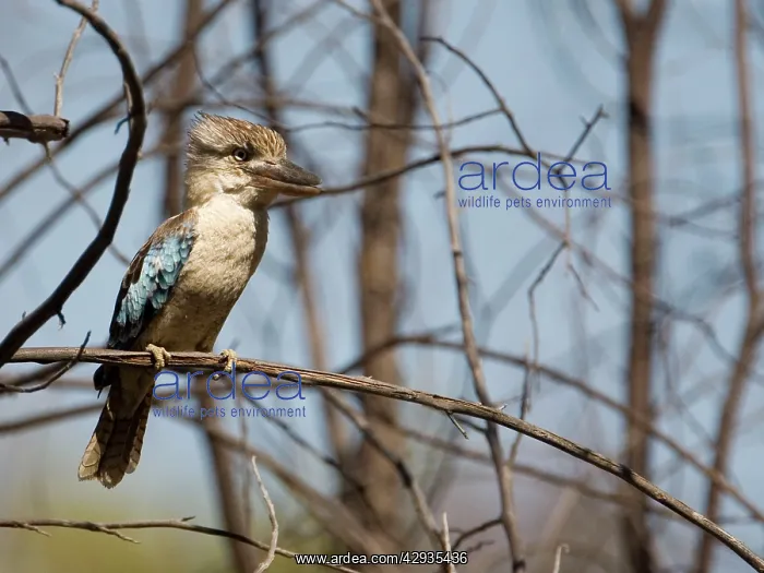 : Blue-winged Kookaburra : Blue-winged Kookaburra