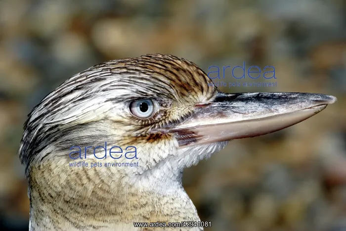 : Blue-winged kookaburra : Blue-winged kookaburra