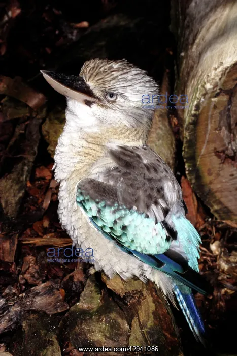 : Blue-winged kookaburra : Blue-winged kookaburra
